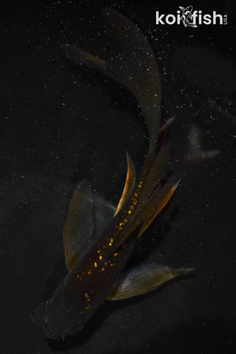 6" GINRIN CHAGOI BUTTERFLY