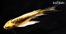6" KIN KIKOKURYU BUTTERFLY