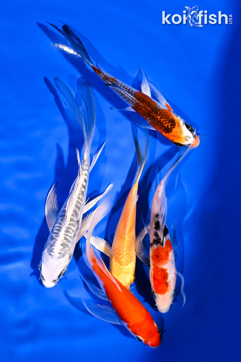 PACK OF (5) 4-5.5" BUTTERFLY KOI