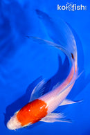 5.75" HARIWAKE BUTTERFLY