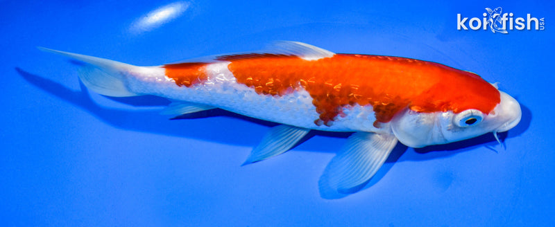 7.5" GINRIN KOHAKU