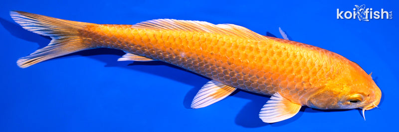 7" YAMABUKI OGON
