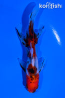 4.25" CALICO WATONAI GOLDFISH