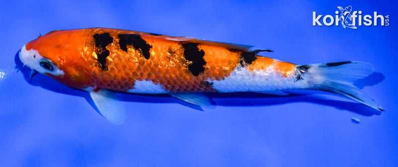 6.5" GINRIN AKA SANKE