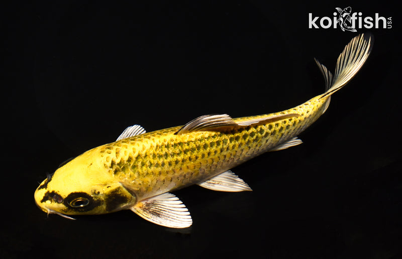 8" KI MATSUBA