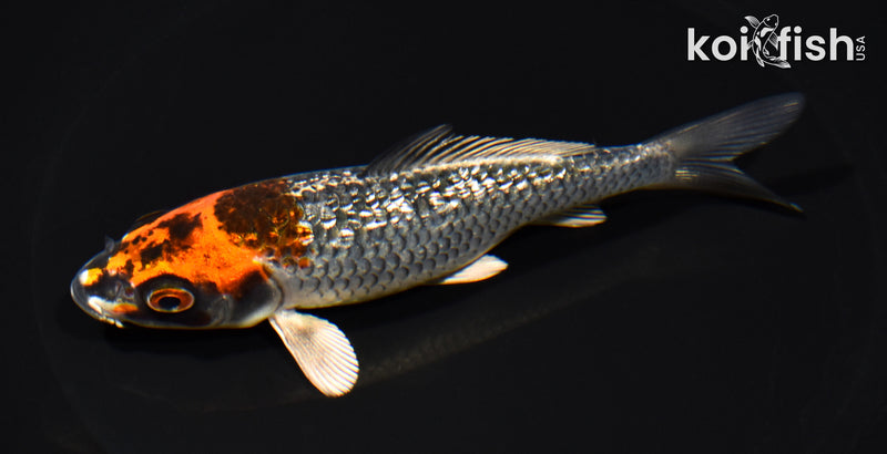 5.25" GINRIN BENI GINGA