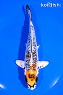 6.5" KUJAKU