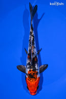 6.25" YAMATO NISHIKI