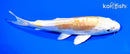 6.5" DOITSU HARIWAKE