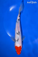 8.5" HOODED SANKE