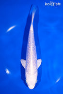 7.5" GINRIN PLATINUM OGON