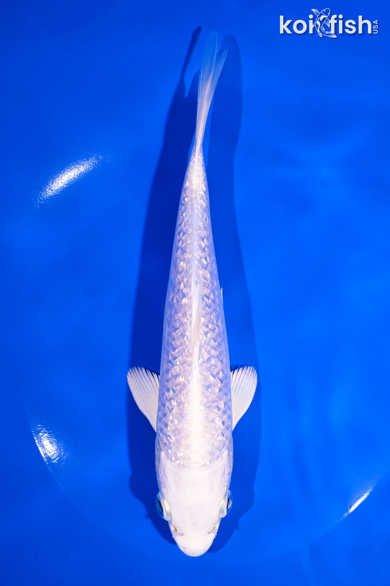7.5" GINRIN PLATINUM OGON