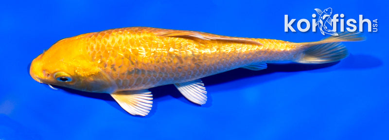 6.5" GINRIN YAMABUKI OGON