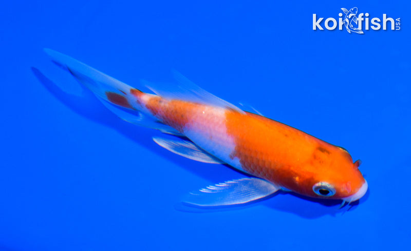 5.25" HARIWAKE BUTTERFLY