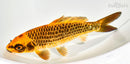 6.75" ORENJI MATSUBA