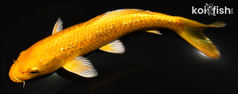 6.5" GINRIN YAMABUKI OGON