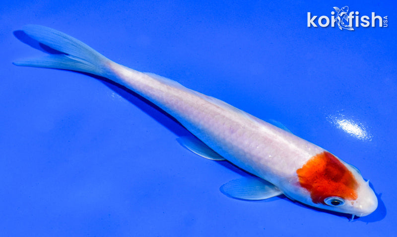 6" GOROMO