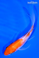 5.25" KOHAKU BUTTERFLY