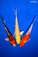 PACK OF (3) 6-7" STANDARD KOI