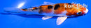 4.5" YAMATO NISHIKI