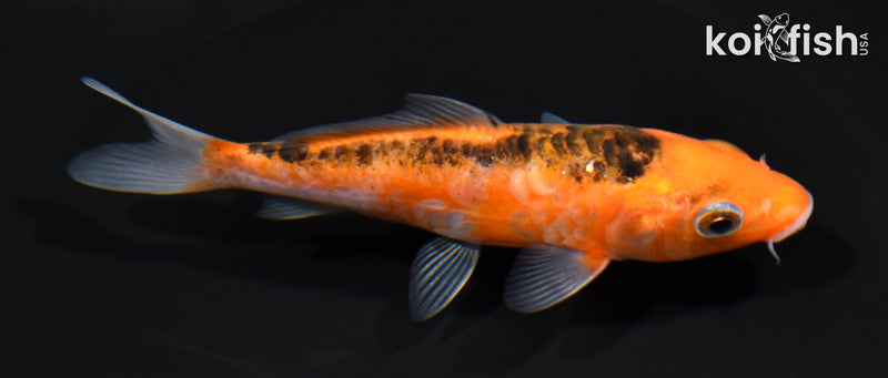 4.5" HI SHUSUI