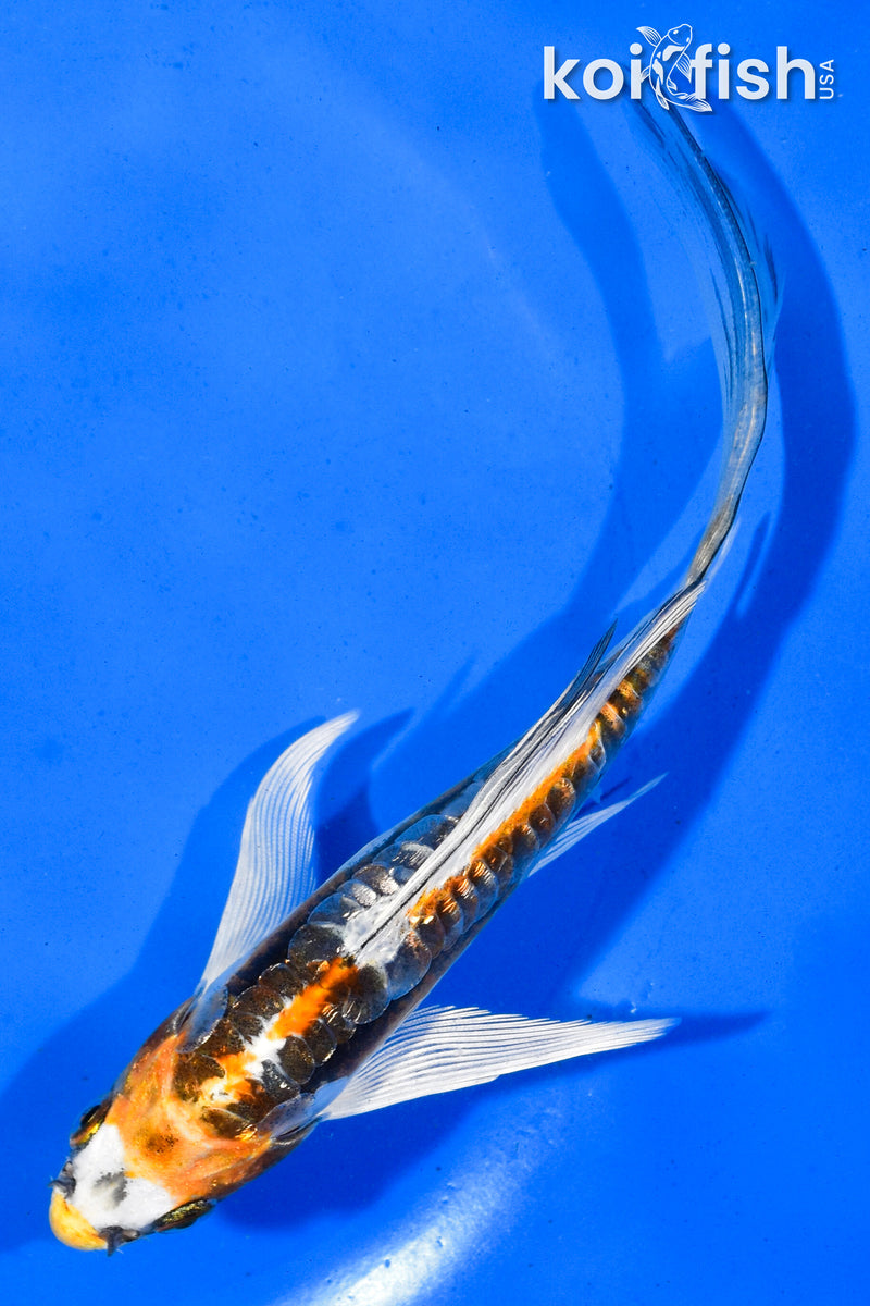 5.5" KIN KIKOKURYU BUTTERFLY