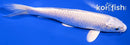 7" PLATINUM OGON