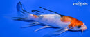 5.5" YAMATO NISHIKI BUTTERFLY