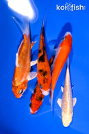 PACK OF (5) 3.75-4.25" STANDARD KOI