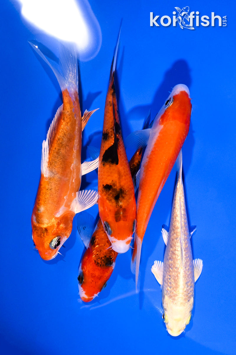 PACK OF (5) 3.75-4.25" STANDARD KOI