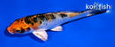 4" YAMATO NISHIKI