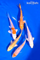 PACK OF (5) 4-5" STANDARD GINRIN KOI
