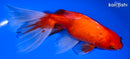7" WATONAI GOLDFISH