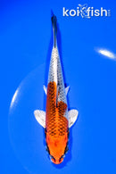 6.5" KUJAKU