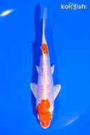 6" KIKUSUI