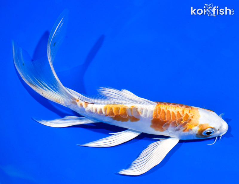 6" ARAGOKE HARIWAKE BUTTERFLY