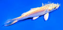 4.5" DOITSU YAMABUKI OGON
