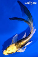 6" KIN KIKOKURYU BUTTERFLY