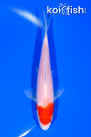 5.5" KOHAKU