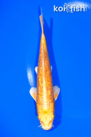 6.75" GINRIN YAMABUKI OGON