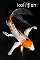7.5" YAMATO NISHIKI BUTTERFLY