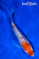 4" GINRIN KOHAKU BUTTERFLY