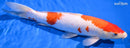 12.25" KOHAKU