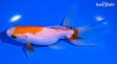 5.75" WATONAI GOLDFISH