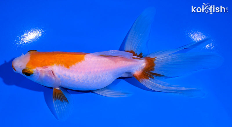 5.75" WATONAI GOLDFISH