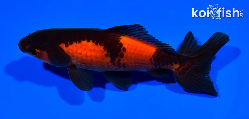 5.25" WAKIN GOLDFISH