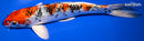 9.75" YAMATO NISHIKI