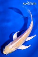 4.75" LEMON HARIWAKE BUTTERFLY