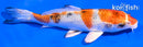 5" YAMATO NISHIKI