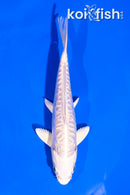 5.5" DOITSU PLATINUM OGON